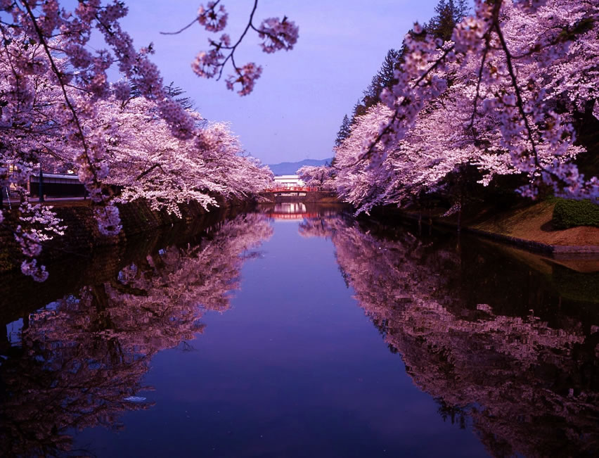 桜も楽しめる合宿免許